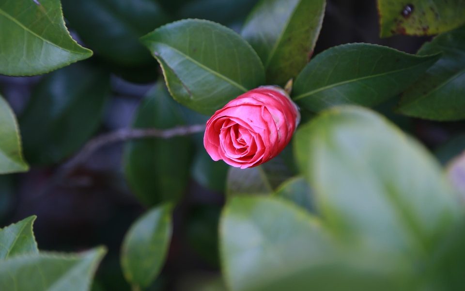 shopping beauty online