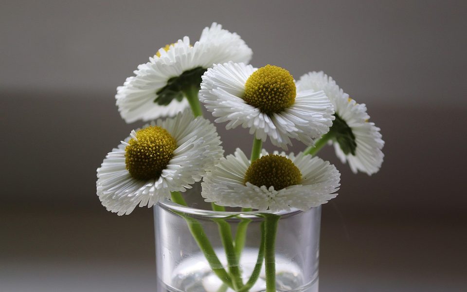 beauty influencers picks